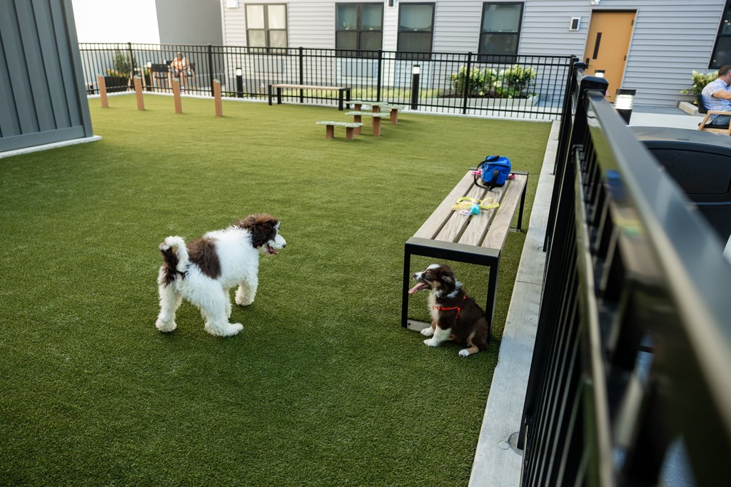 A dog is standing on a green lawn next to a picnic table.