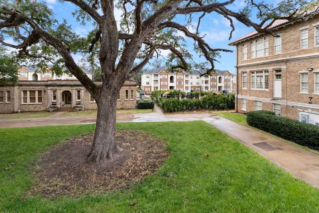 a tree in the middle of a yard between two buildings