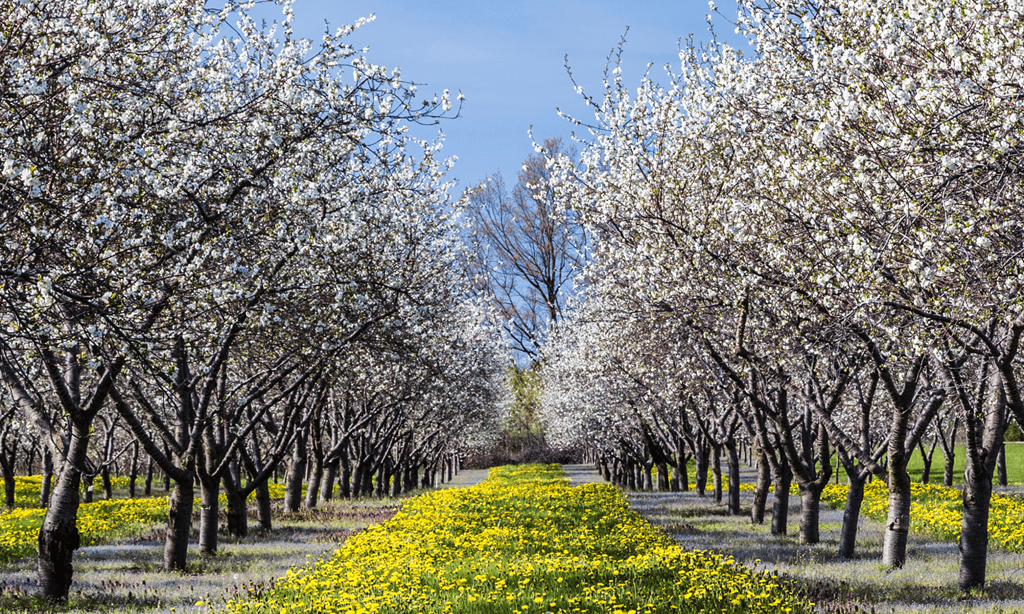 Orchard near apartments in Traverse City | Bayview of Traverse City