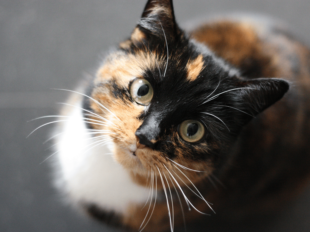 Elmwood Lake Apartments in Hudsonville, MI