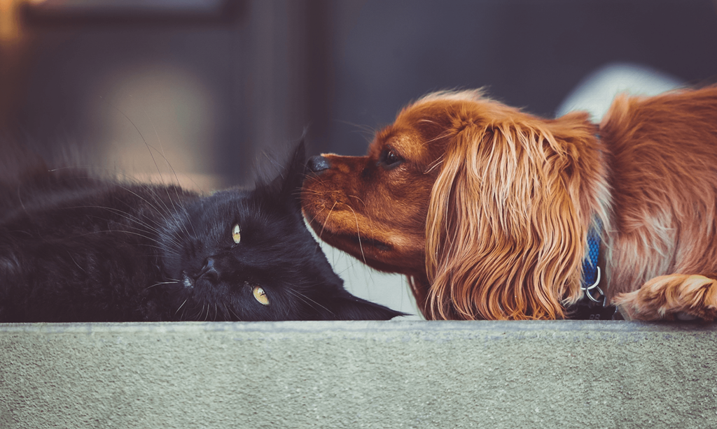 Pet friendly apartments  | The Gem Apartments 48152