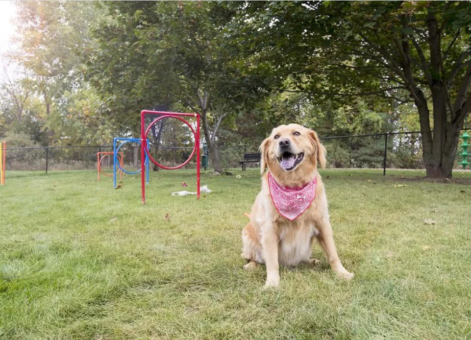a dog wearing a bandana sitting in a park