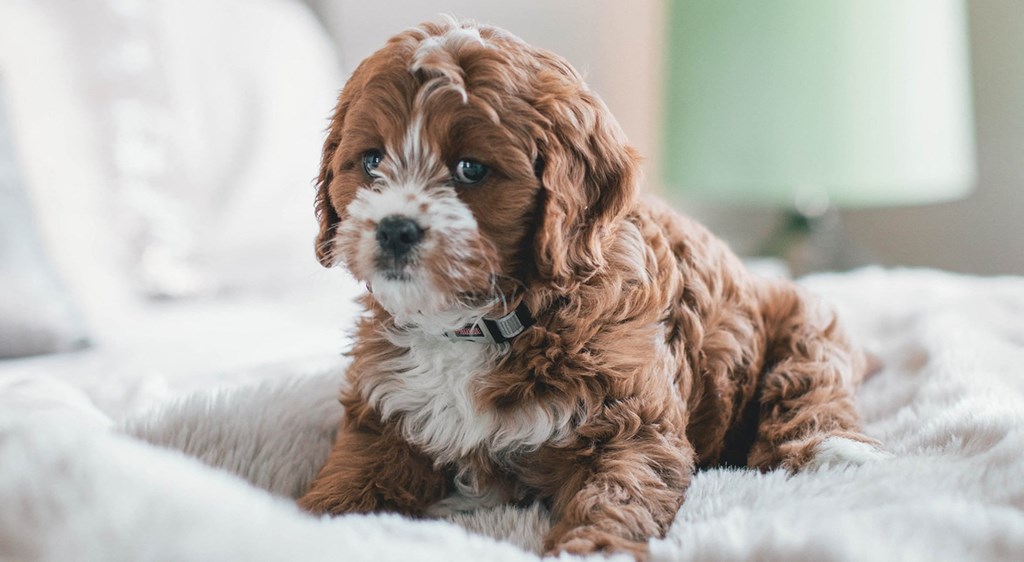 Dog at Foote Hills Apartments - Grand Rapids, MI Apartments, Grand Rapids, MI