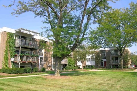 A tree in front of apartment buildings.