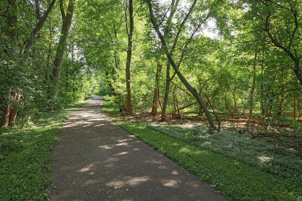a path through the woods on a sunny day