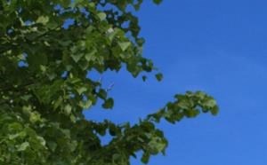Garden Apartments at Shenandoah Properties, Lafayette