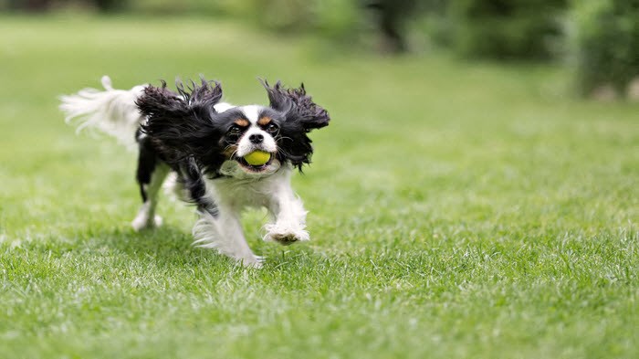 a black and white dog running with a ball in its mouth