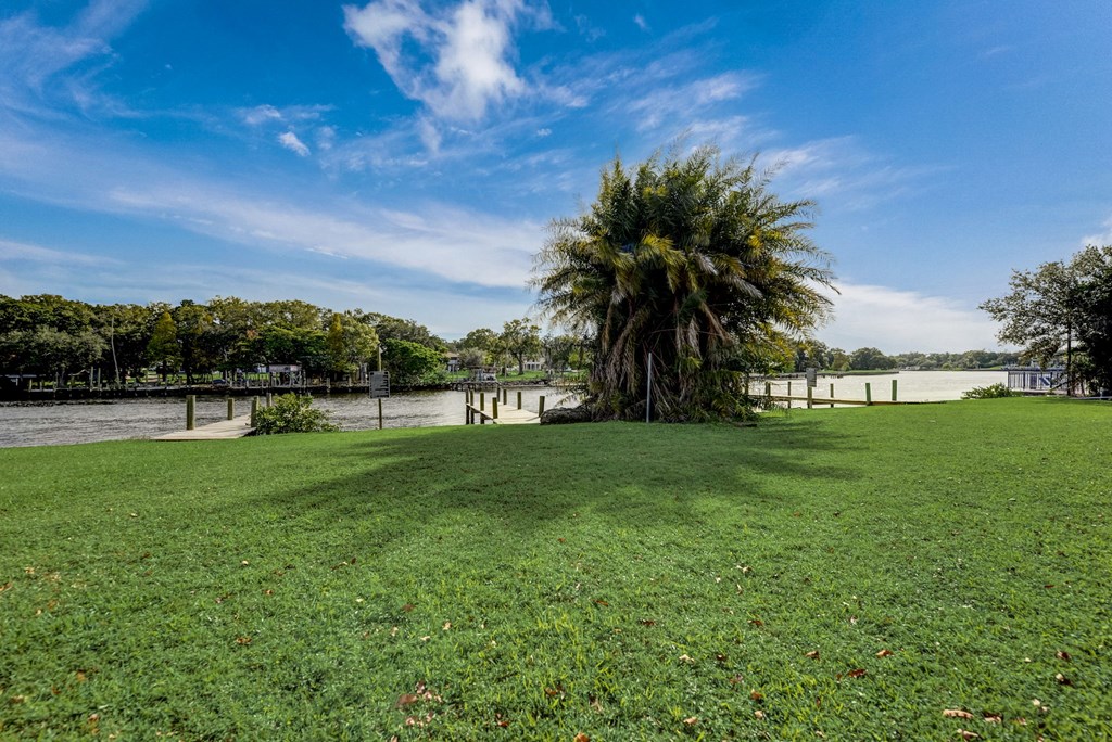 a large grassy field with a palm tree next to the water