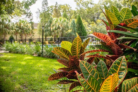 Garden Area at Fernwood Grove Apartments, Florida, 33614