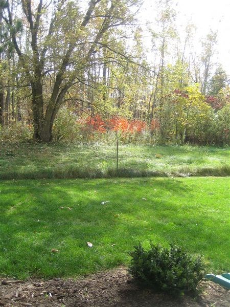 a backyard with green grass and a fence