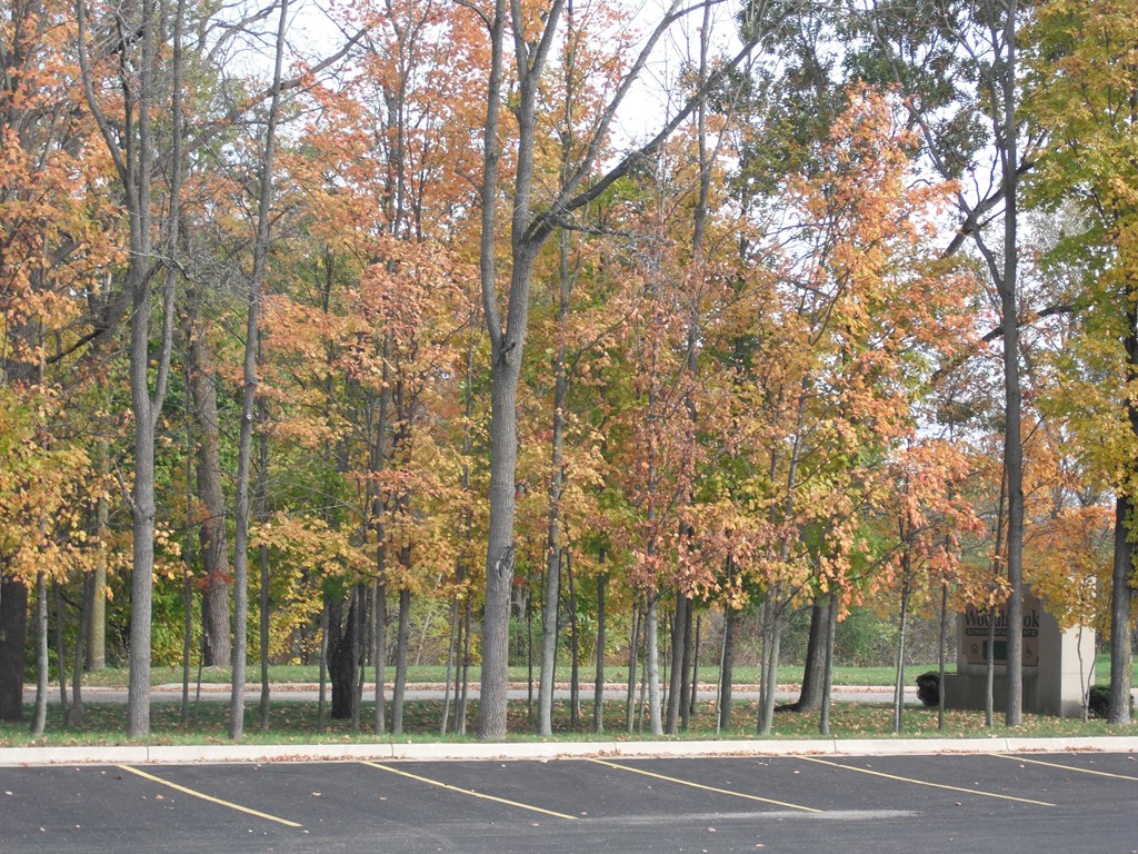 a parking lot with trees in the fall with orange and yellow leaves