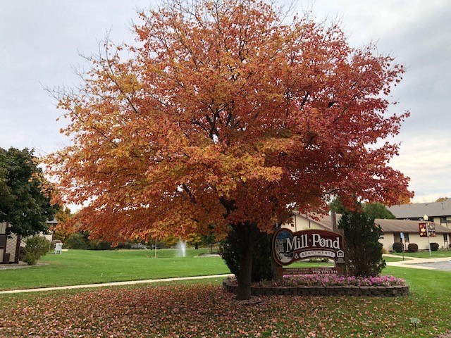 a tree with orange leaves in front of a sign