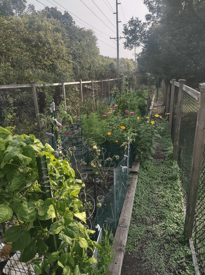Community Garden