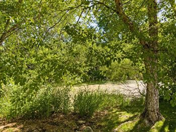 a view of a tree and a river