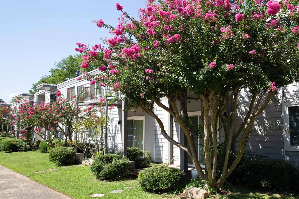 a tree with pink flowers in front of an apartment complex