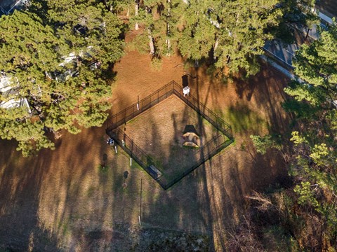A dog is sitting on a bench in a park.
