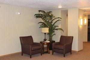Two brown chairs are placed in front of a plant.