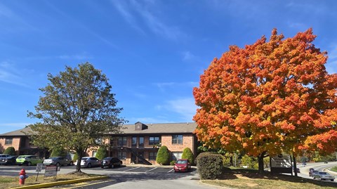 A tree with orange leaves stands in front of a brick building.