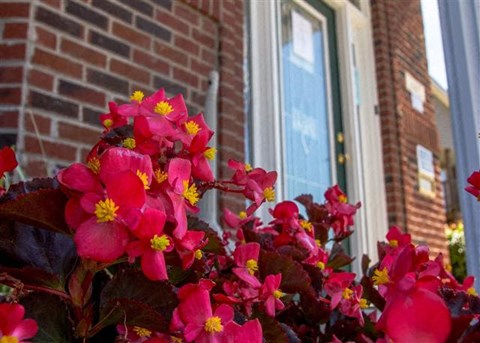 a red flower in front of a window