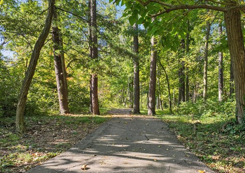 A tree-lined path in a forest.