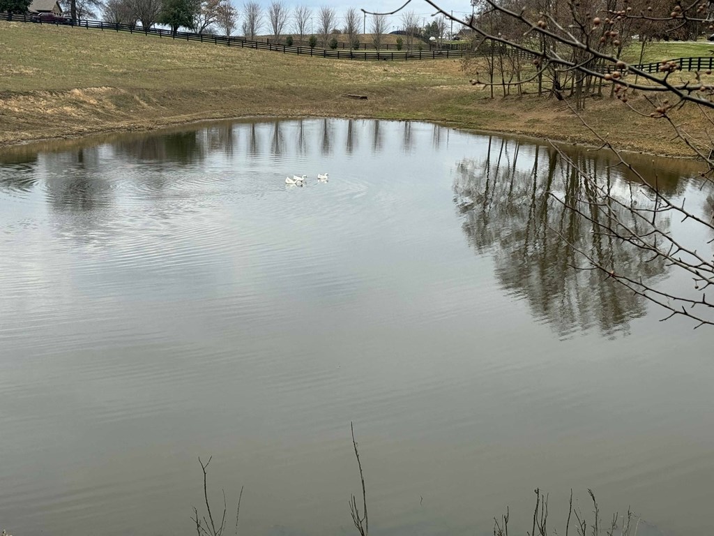 a pond with two ducks swimming in it