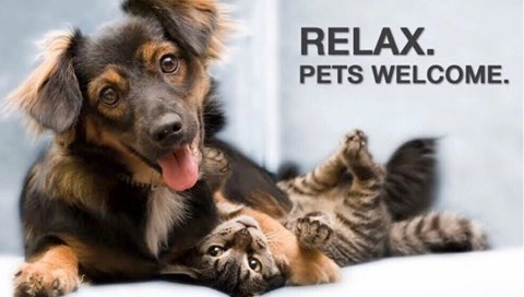 A dog is lying on its back with its tongue out and a cat lying on its back next to it.