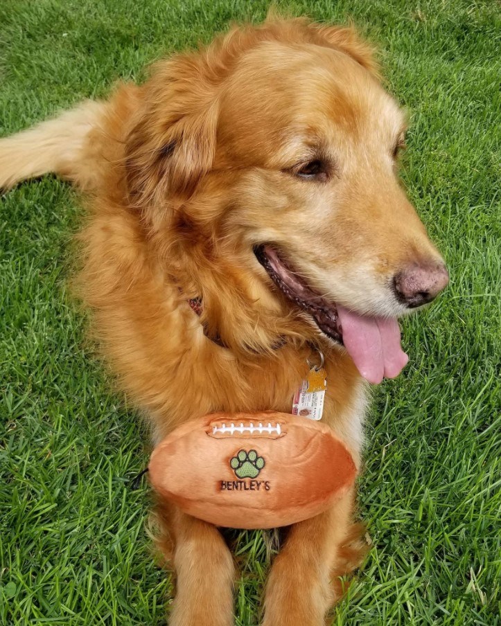 Pet Friendly Apartments