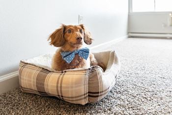 a small dog wearing a bow tie sitting in a dog bed