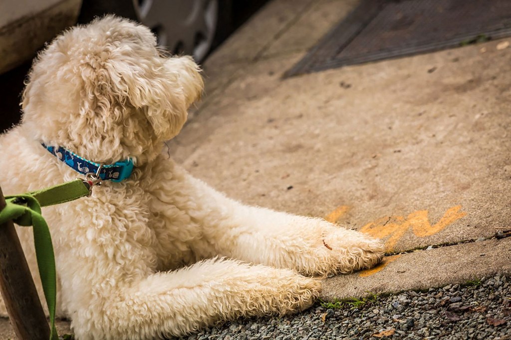 4730 California Apartments Dog On Leash Laying on Sidewalk