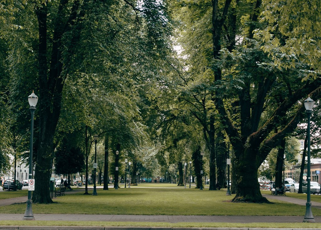 a park with green grass and trees and street lamps