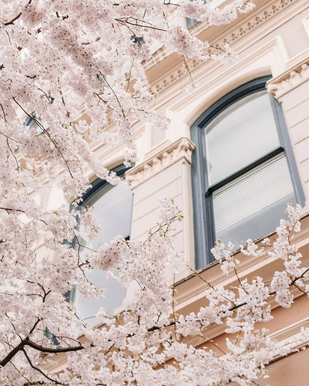 a tree with white flowers in front of a building