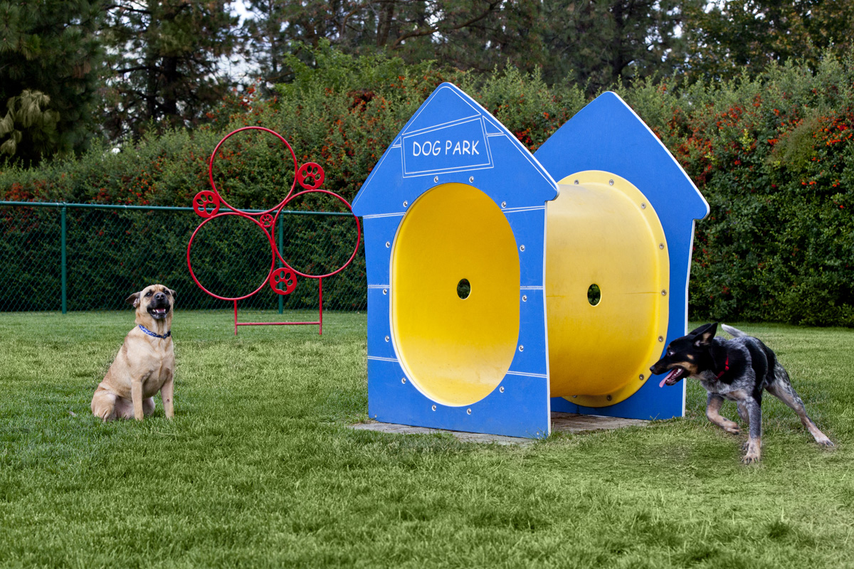 Whimsical Pig Apartments Dogs Playing in Dog Park