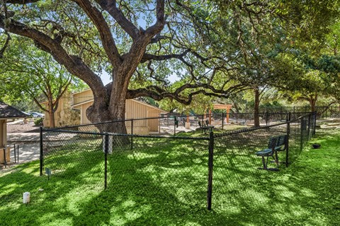 A large tree in a yard with a fence and a bench.