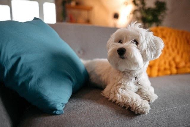 a white dog laying on a couch next to a pillow