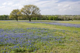 Bluebonnet Preserve