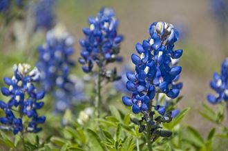 Bluebonnet Preserve