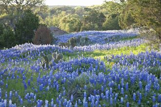 Bluebonnet Preserve
