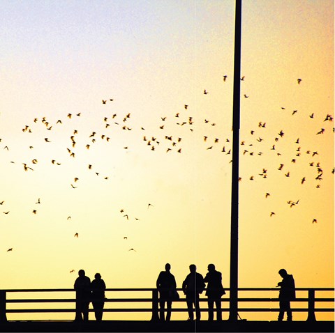 A group of people are standing on a bridge watching a flock of birds flying in the sky.