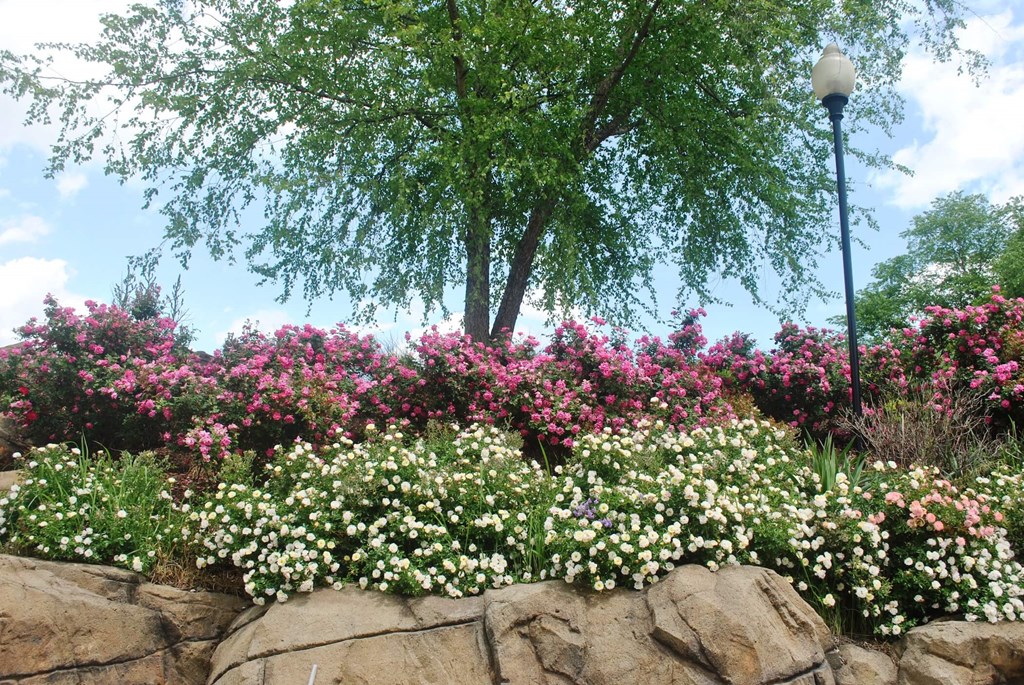 Community Landscaping at The Vinings Apartments, Richmond, 23234