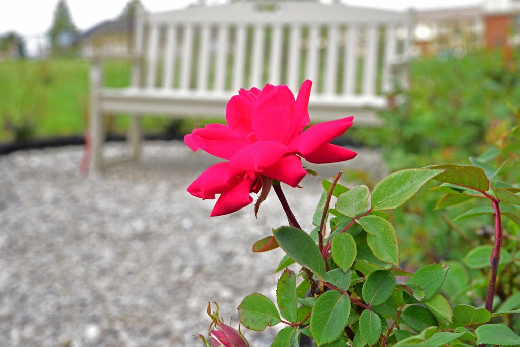 Edward Rose and Sons Rose Garden  at Perry Place Apartments, Michigan