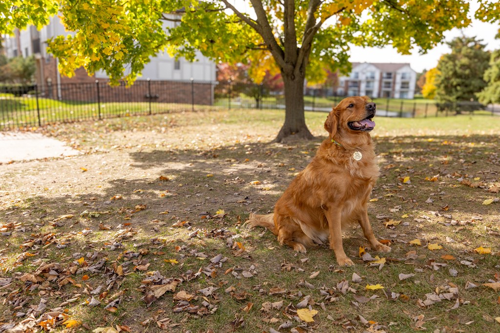 Dog Park at The Springs Apartments
