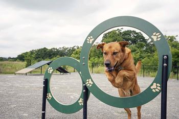 a dog jumping through a hoop at a dog park