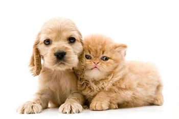 Pets Are Welcome at Old Monterey Apartments in Springfield, MO