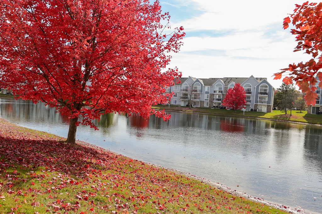 a tree with red leaves next to a lake
