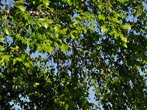 Picnic Areas Picnic Areas at The Landings, Westland, Michigan - Photo Gallery
