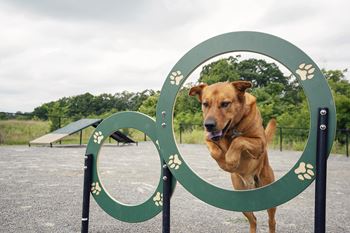 a dog jumping through a hoop at a dog park  at Pheasant Run, Lafayette, Indiana