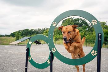 a dog jumping through a hoop at a dog park at Autumn Woods Apartments, Miamisburg