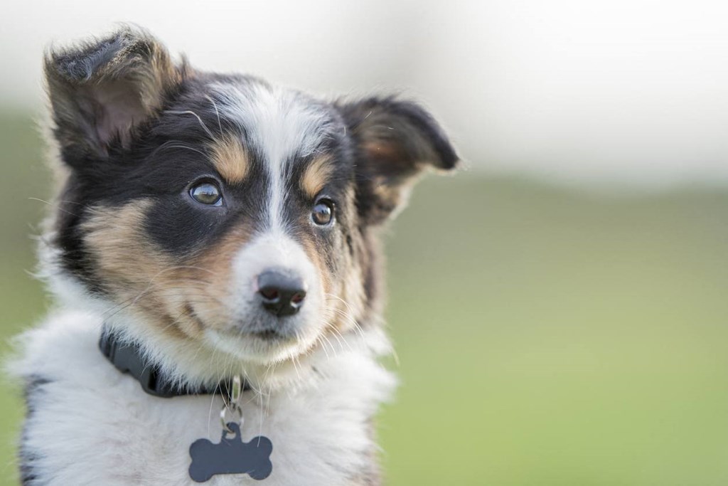 a black and white dog looking at the camera