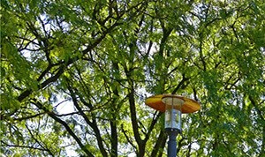 Natural Setting Natural Setting at Cordoba Apartments, Farmington Hills