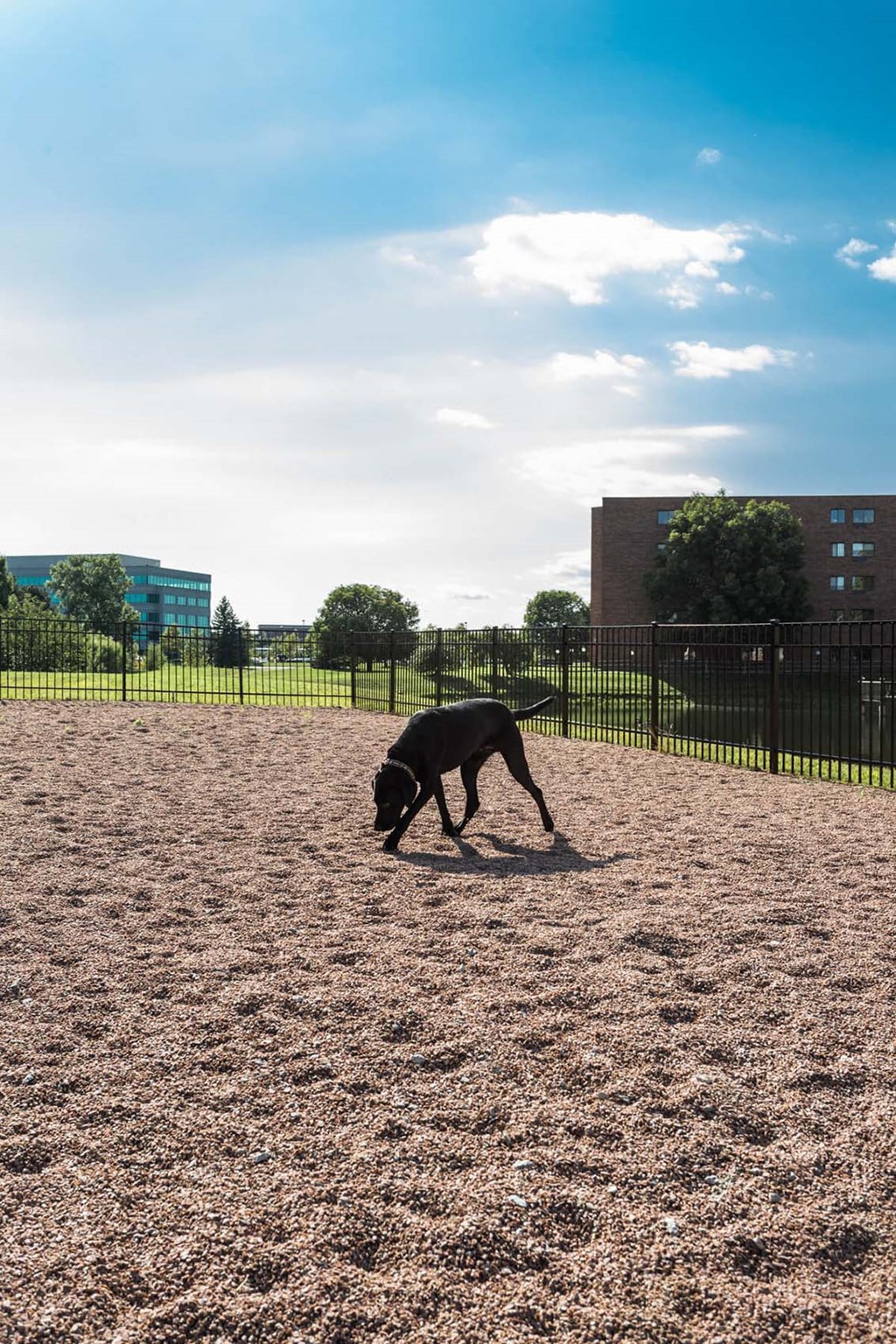 a dog running in a dog park with buildings in the background  at Alexandria of Carmel Apartments, Carmel, 46032